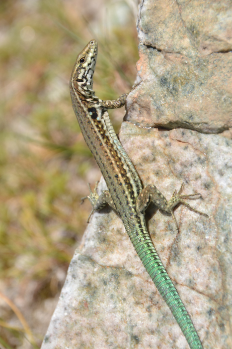 Lézard endémique de la Corse.