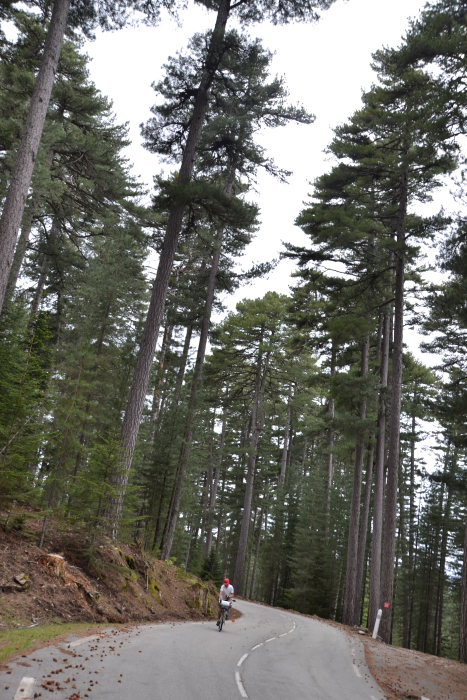 Forêt de pins laricio