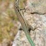 Lézard endémique de la Corse.